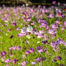 코스모스농원 이미지