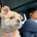 물빛동물병원 | 아산 연중무휴 탕정동물병원 탕정동물의료센터 내돈내산