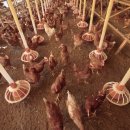 귀소농장 이미지