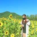 해바라기 - 남구 신복로46번길 29-20 | 해바라기