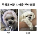 떼굴떼굴 이미지