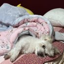 예은켄넬 | [내돈내산] 청담 우리동물병원 슬개골 탈구&amp;십자인대 파열 진단 후기, 수술 전 준비 사항, 비용