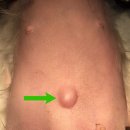 아이윌24시동물병원 이미지