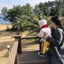 대포해송 이미지