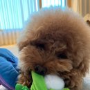 멍슐랭 애견샵 | 애견 장난감 용품 베이컨박스 구성이 알차요