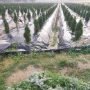 석일농장 이미지