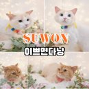 그루밍 까꿍 | 수원 고양이 미용실 이쁘면다냥 /반려묘 두 마리 전체 미용+목욕