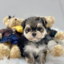 개좋다냥 이미지