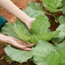 서진약국 이미지