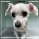 리라동물병원 이미지