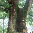 백봉초등학교 이미지