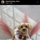 오늘도 이쁘개 이미지