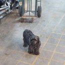 1960통닭 이미지