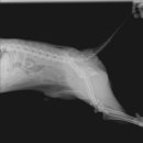 마송 동물병원 이미지