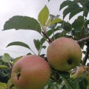 백암농장 이미지