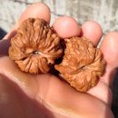 귀족호도 이미지