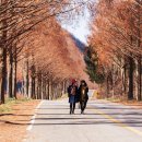 메타세쿼이어 길 이미지