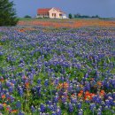 texas bluebonnets and indian paintbrush wildflowers at sunset 이미지