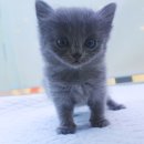 블루&펫 이미지