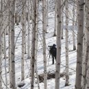 자작나무마을 이미지