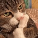 돈내고 돈먹기 이미지