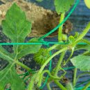성남농장 | 헤리-06.10) 주말농장, 텃밭 잘하는 방법, 주말농장 가이드, 도시농부 후기, 판교,성남,양재 주말농장후기