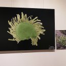 백두대간 자생씨앗 아름다움에 반하다 이미지