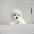 유어펫 라운지 강아지분양 이미지