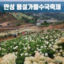 10월9일 안성 용설 구월의 유럽수국축제 인천아톰산여행클럽 벙개 벙개 이미지