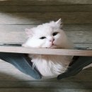 예다하우스 | 다이소 고양이 – 귀엽고 실속 있는 선택