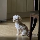 Wiggly | 🐶 청주 산남동 위글리 반려견 미용 후기 ✂️