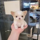 강아지분양 애견분양 꽃강아지 광진점 이미지