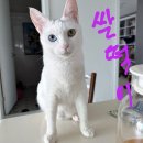 미묘 이미지