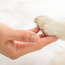 뉴광명동물메디컬센터 이미지