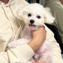 아띠숑 | [내돈내산] 인천 송도 애견미용 비숑미용 아띠숑 후기