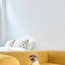 스테이 라라온 이미지