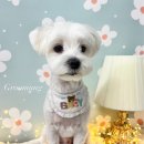 그루멍(groomung) 이미지