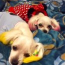 뽀솜이