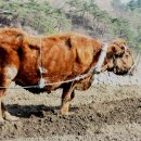 워낭소리 이미지