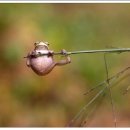 청개구리 이미지