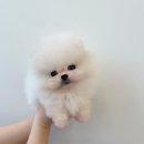 온퍼피 프리미엄 전주강아지분양 본점 이미지