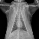 보담동물병원 이미지