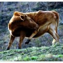 은상목장 이미지