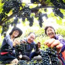 박종진농장 이미지