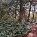 비자림힐링펜션 | 제주 비자림 숲길 제주도 가족여행 코스 동쪽 힐링스팟