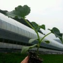 연동2농장 이미지