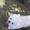 우리집 댕댕이 이미지