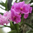 내가 제일 좋아하는 올키드 : Vanda Orchids 이미지