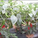 경북농업기술원 영양고추시험장 이미지