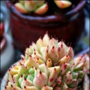 이쁜손톱